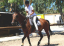 Ιππασία 2024 || Horse-riding lessons 2024